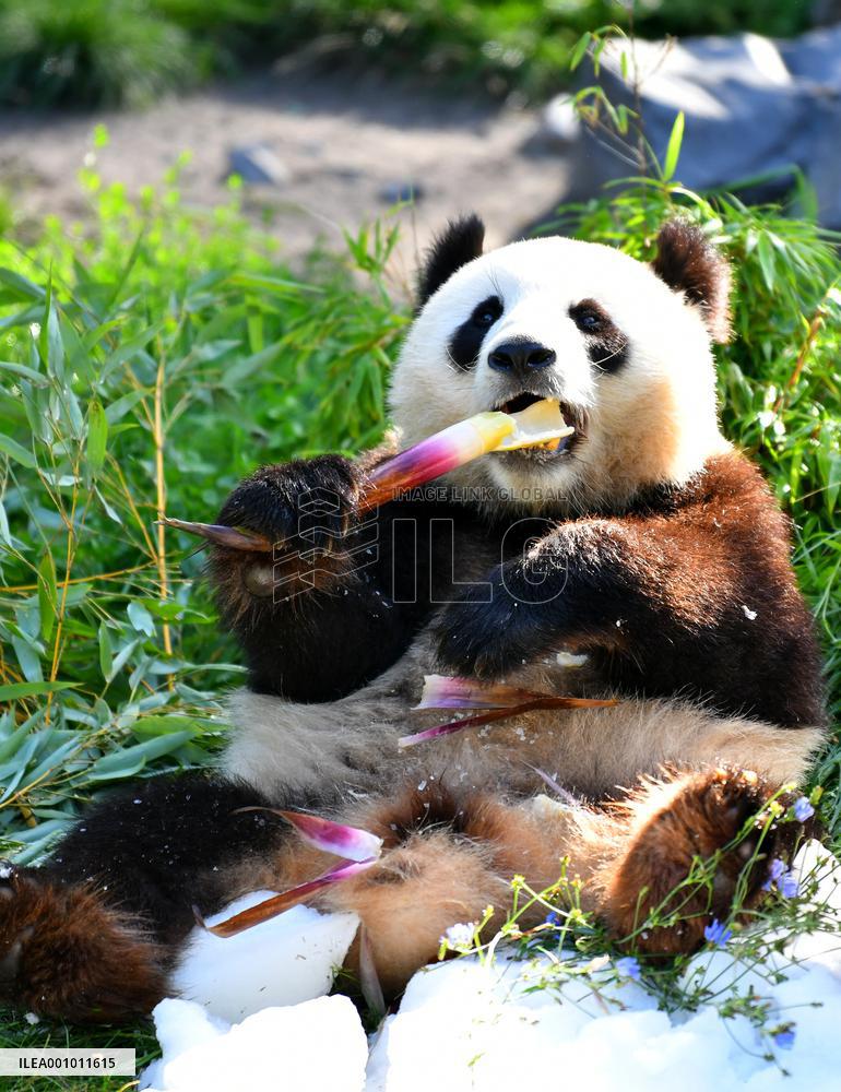 GERMANY-BERLIN-GIANT PANDA TWINS-THIRD BIRTHDAY