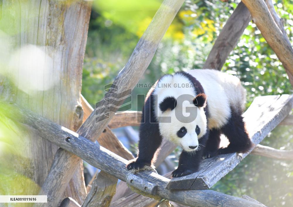 GERMANY-BERLIN-GIANT PANDA TWINS-THIRD BIRTHDAY