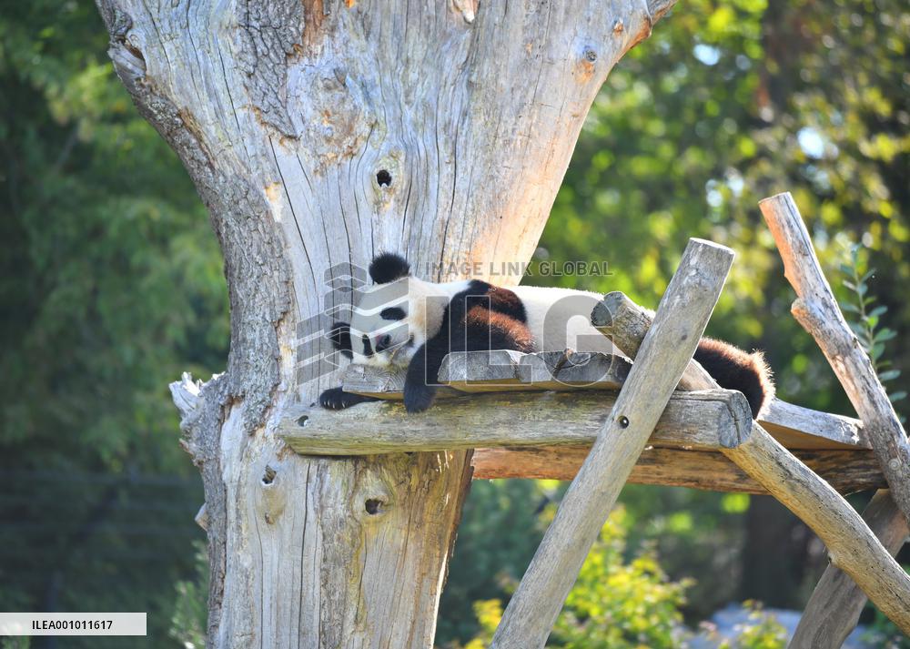 GERMANY-BERLIN-GIANT PANDA TWINS-THIRD BIRTHDAY