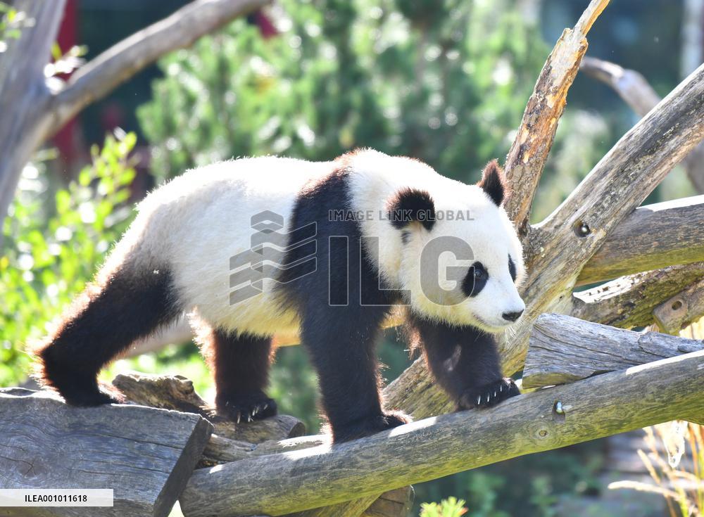 GERMANY-BERLIN-GIANT PANDA TWINS-THIRD BIRTHDAY