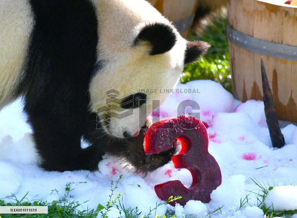 GERMANY-BERLIN-GIANT PANDA TWINS-THIRD BIRTHDAY