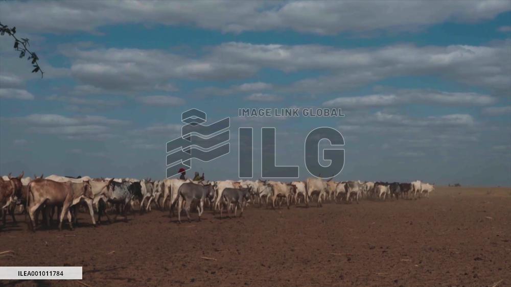 Lingering drought worsens school dropout rate in northern Kenya