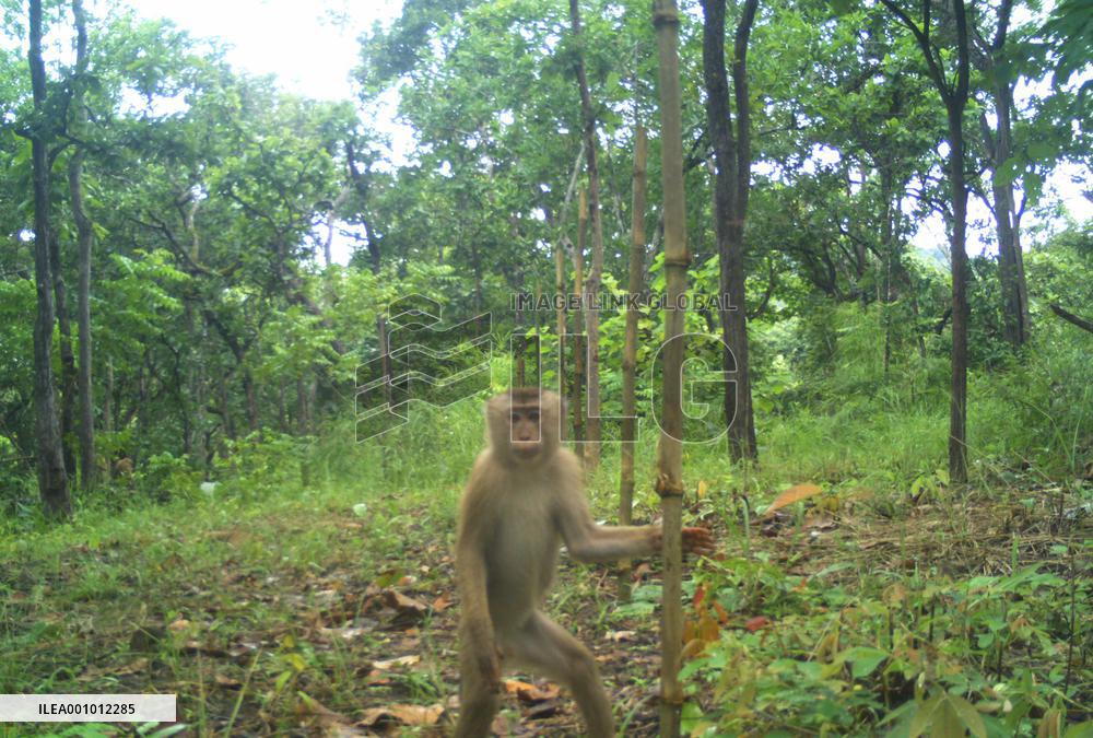 CAMBODIA-MONDULKIRI-WILDLIFE SPECIES