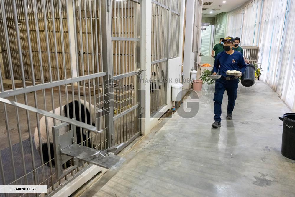 MALAYSIA-ZOO NEGARA-GIANT PANDA-NANNY DADDY