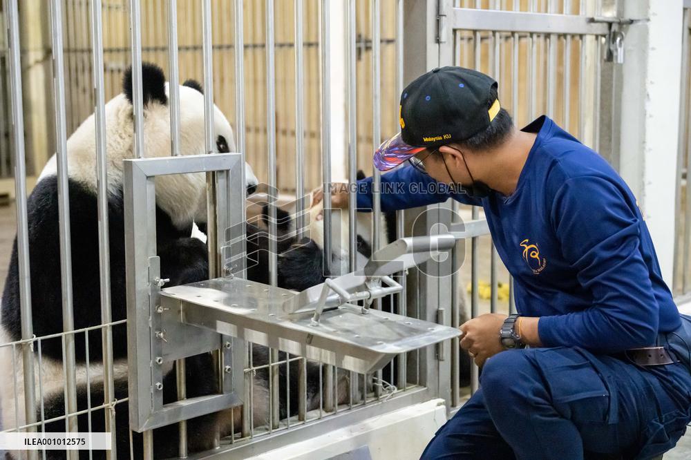 MALAYSIA-ZOO NEGARA-GIANT PANDA-NANNY DADDY