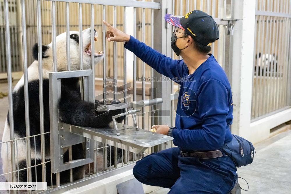 MALAYSIA-ZOO NEGARA-GIANT PANDA-NANNY DADDY
