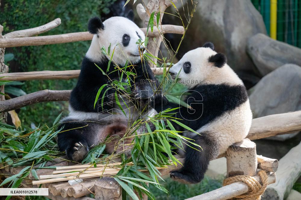 MALAYSIA-ZOO NEGARA-GIANT PANDA-NANNY DADDY