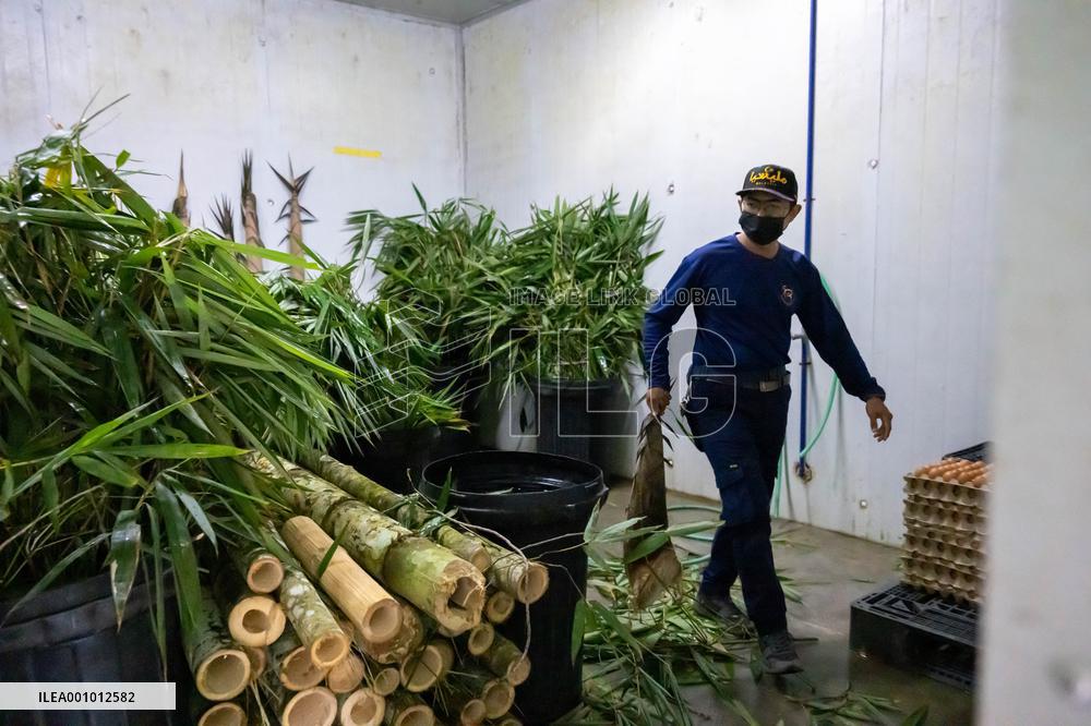 MALAYSIA-ZOO NEGARA-GIANT PANDA-NANNY DADDY