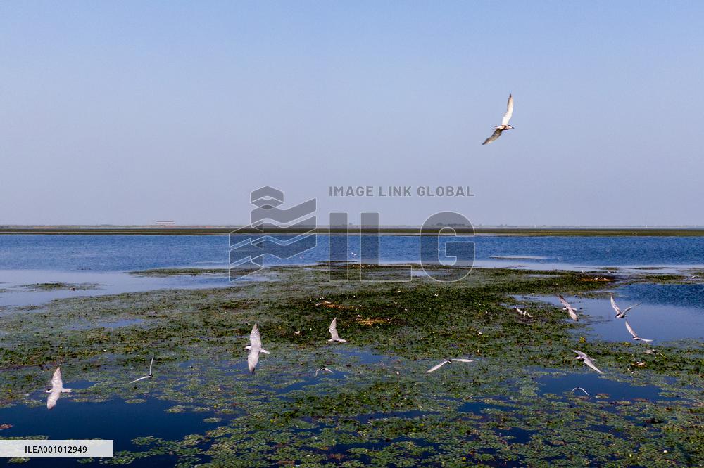 CHINA-HUBEI-MIGRATORY BIRDS (CN)