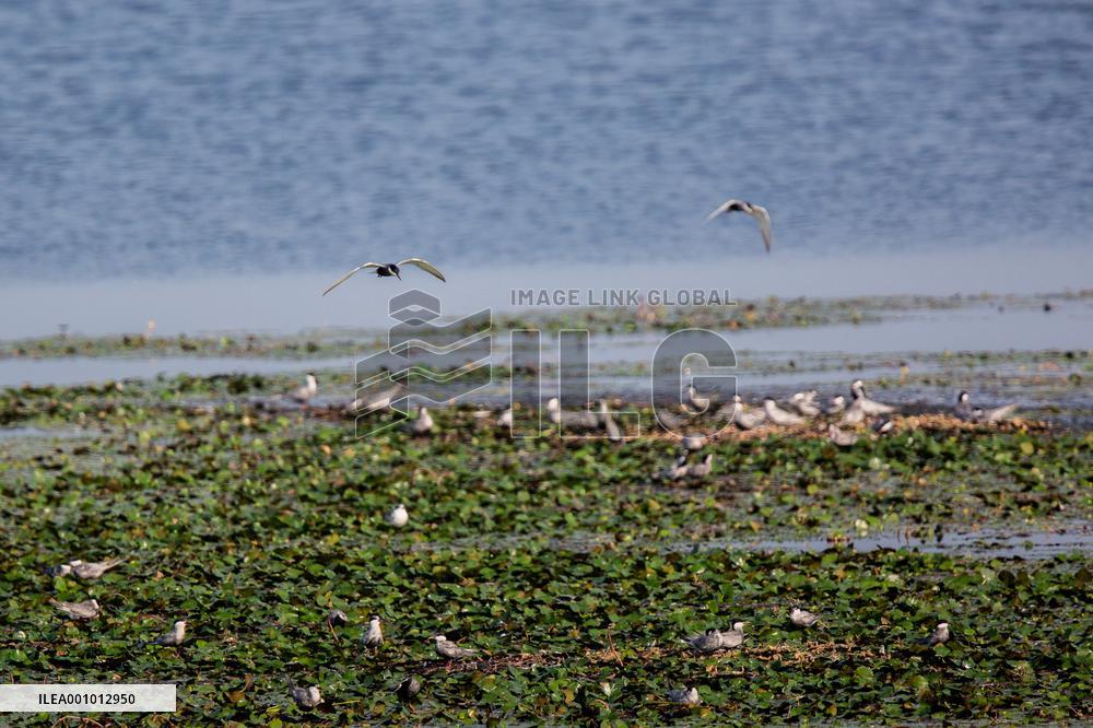 CHINA-HUBEI-MIGRATORY BIRDS (CN)
