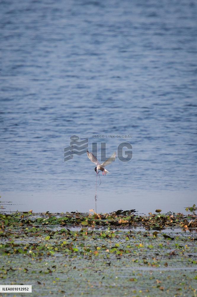 CHINA-HUBEI-MIGRATORY BIRDS (CN)