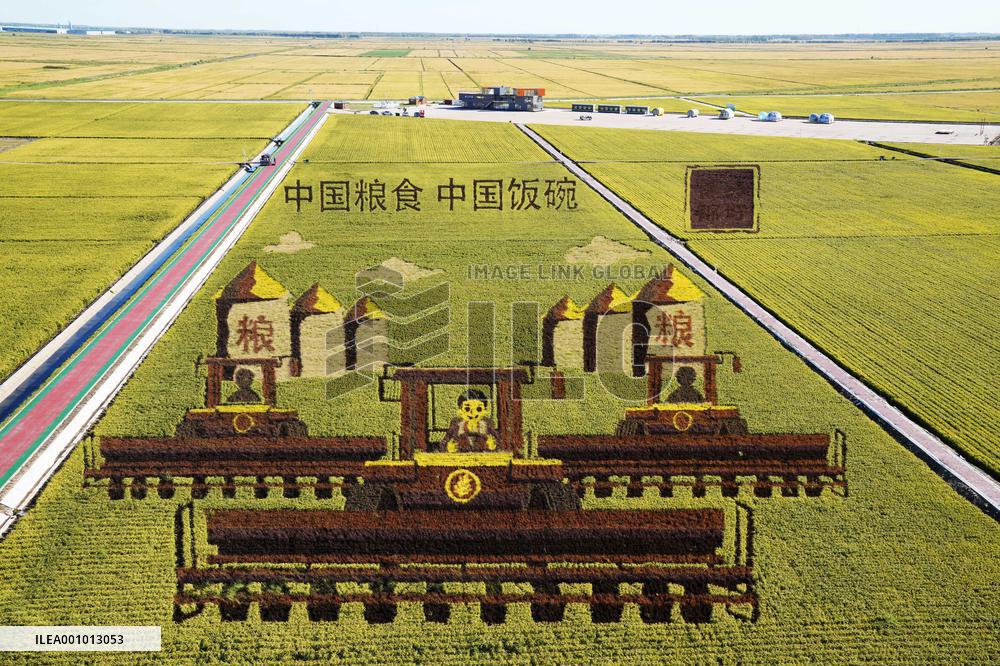 CHINA-HEILONGJIANG-HARBIN-INTELLECTUAL AGRICULTURE-PADDY RICE (CN)