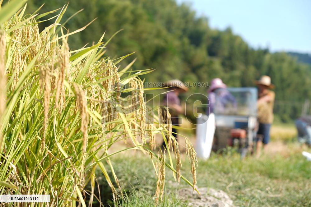 #CHINA-AUTUMN-FARMING (CN)