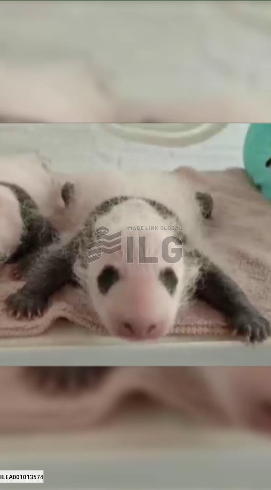 What sounds do new-born panda cubs make?