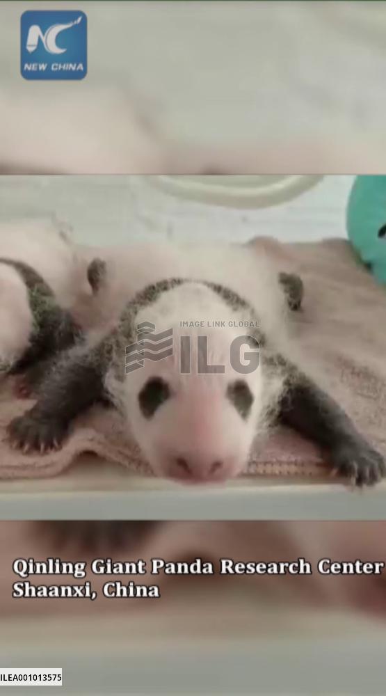 What sounds do new-born panda cubs make?