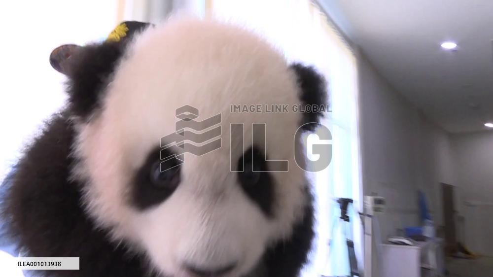 Panda family's "nanny daddy" in Malaysia