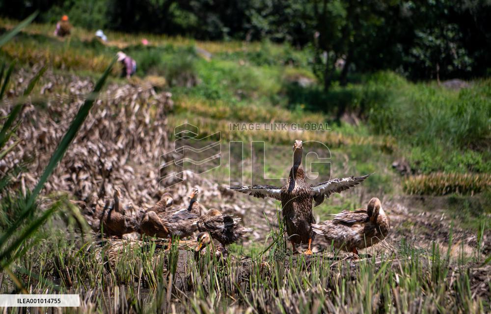 CHINA-YUNNAN-HANI TERRACED FIELDS-HARVEST (CN)
