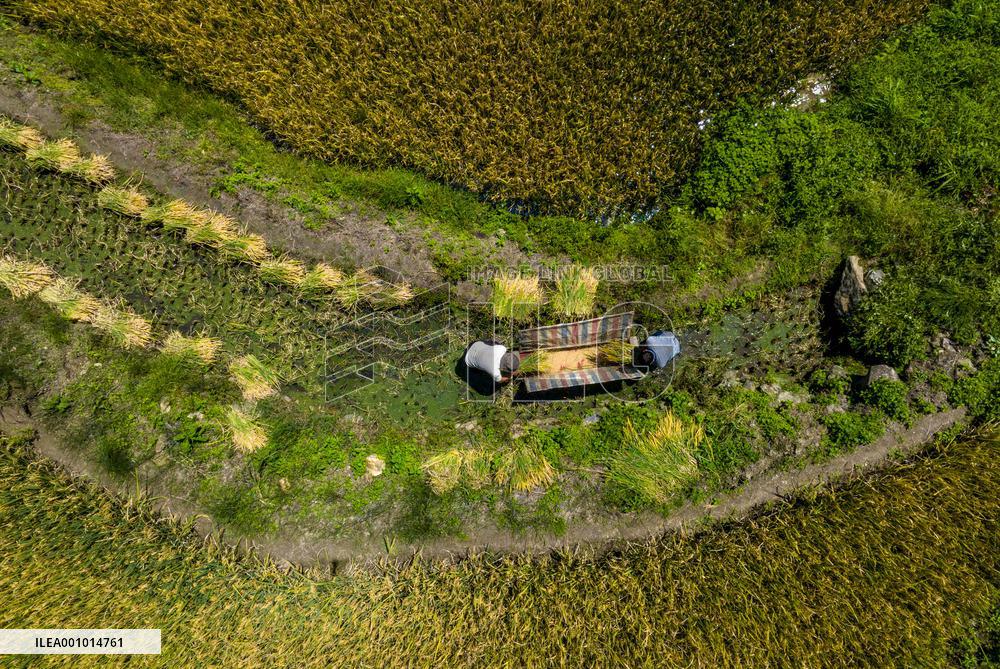 CHINA-YUNNAN-HANI TERRACED FIELDS-HARVEST (CN)