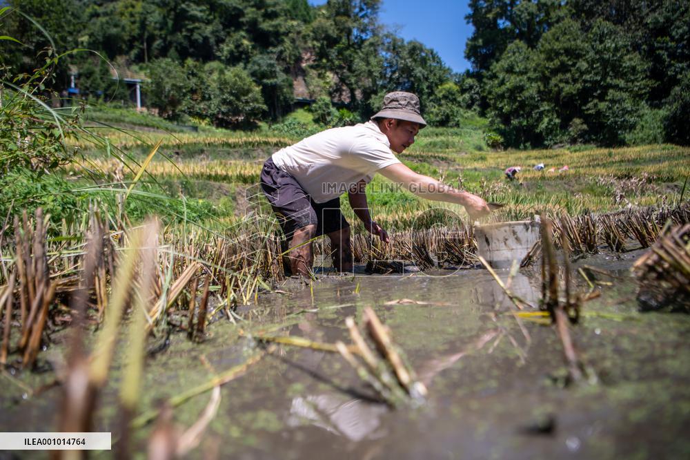 CHINA-YUNNAN-HANI TERRACED FIELDS-HARVEST (CN)