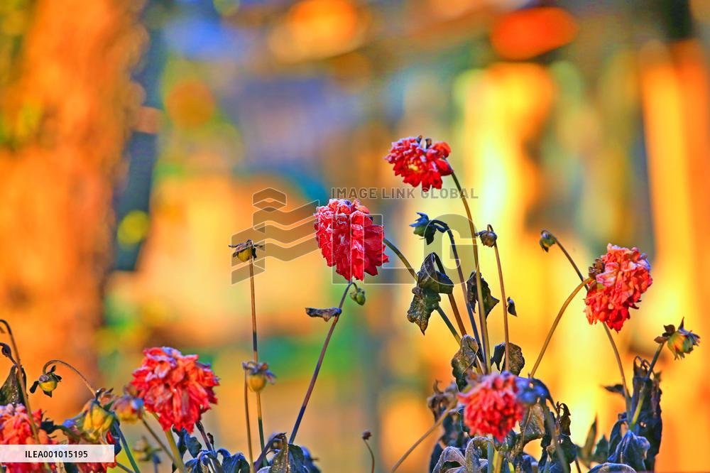 BELARUS-MINSK-SCENERY-FROST