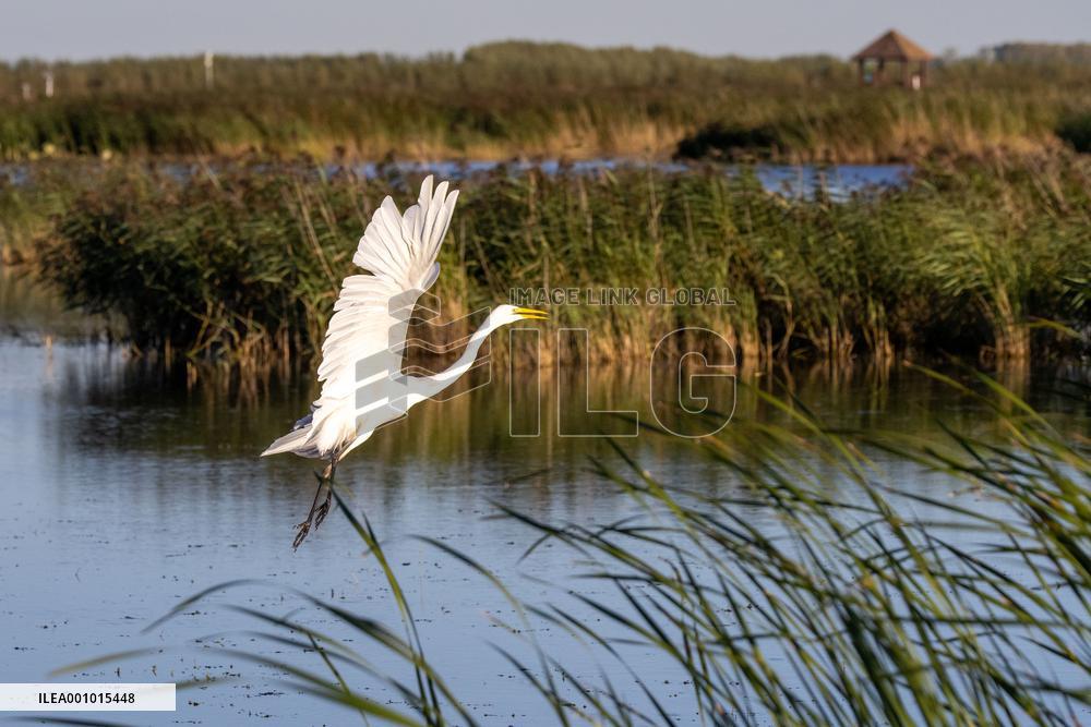 CHINA-HEILONGJIANG-FUJIN-ENVIRONMENT-WETLAND (CN)