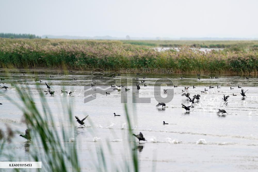 CHINA-HEILONGJIANG-FUJIN-ENVIRONMENT-WETLAND (CN)