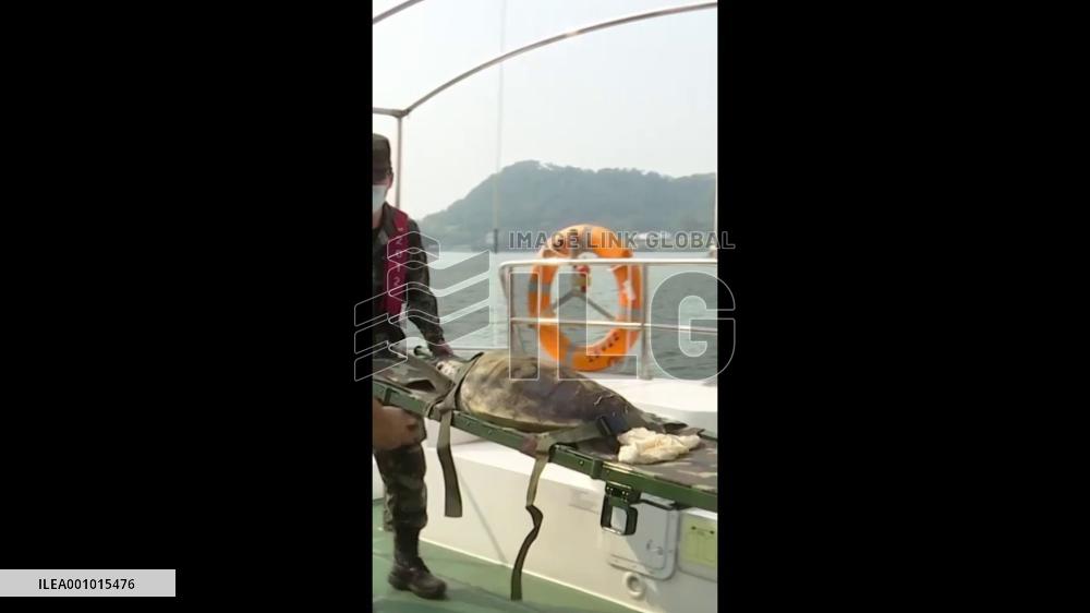 Green turtle released to the sea in China's Guangxi
