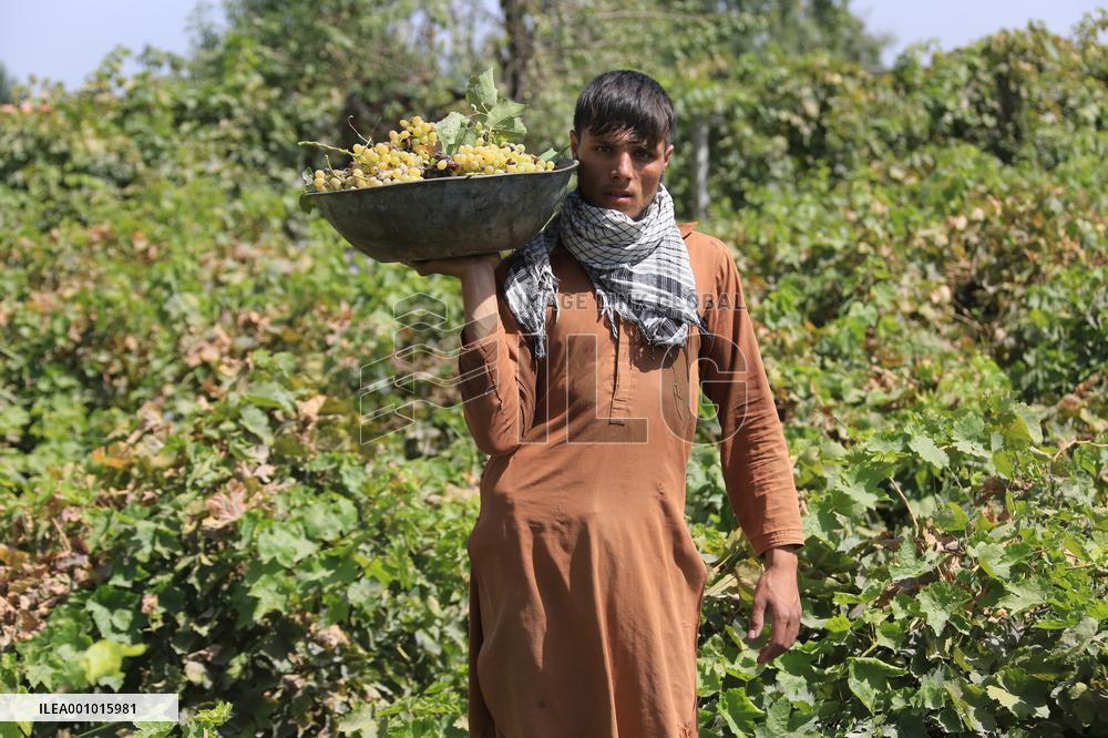 AFGHANISTAN-PARWAN-GRAPES