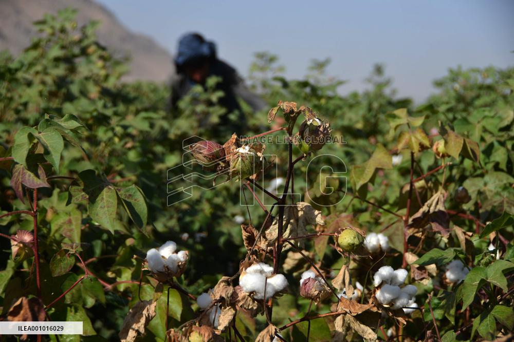 AFGHANISTAN-KANDAHAR-COTTON