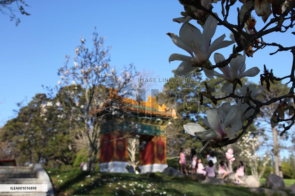 AUSTRALIA-CANBERRA-BEIJING GARDEN-SPRING
