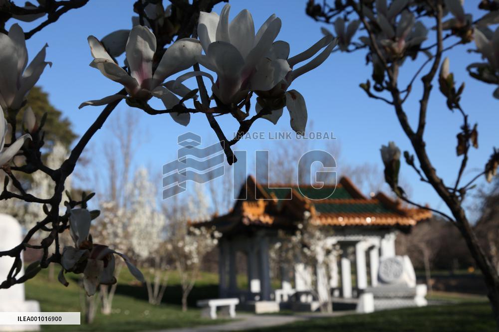 AUSTRALIA-CANBERRA-BEIJING GARDEN-SPRING