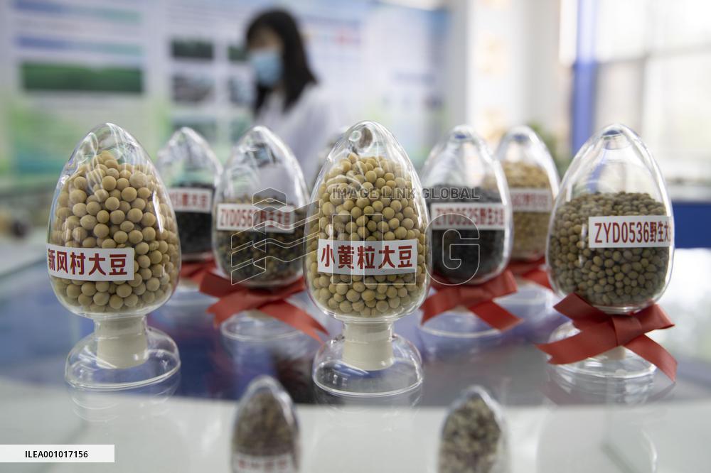 Xinhua Headlines: How China's breadbasket province ensures grain output through new technologies