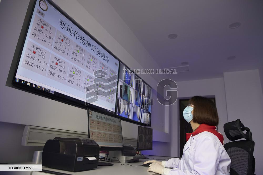 Xinhua Headlines: How China's breadbasket province ensures grain output through new technologies