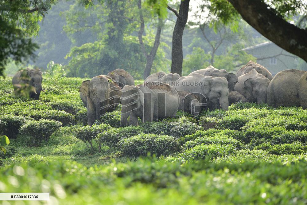 INDIA-ASSAM-NAGAON-WILD ELEPHANTS