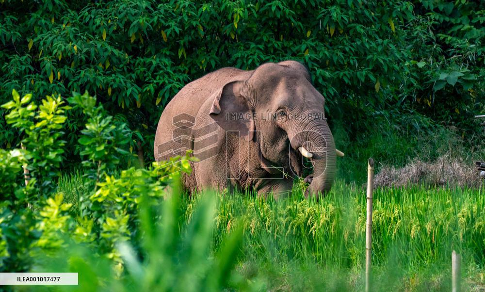 Xinhua Headlines: Decade-long conservation efforts boost biodiversity in China's Yunnan