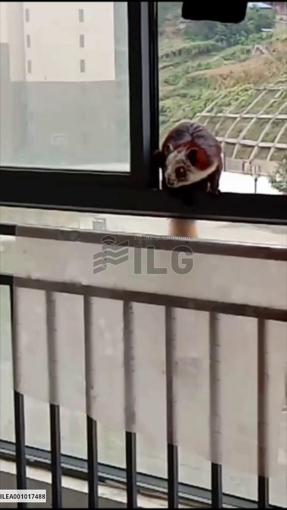 Flying squirrel released to wild after being rescued