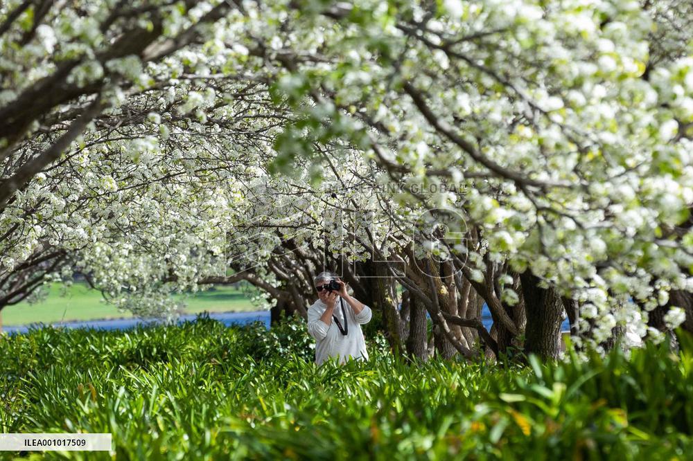 AUSTRALIA-CANBERRA-SPRING VIEW