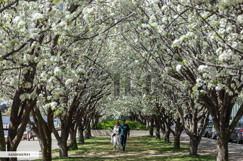 AUSTRALIA-CANBERRA-SPRING VIEW