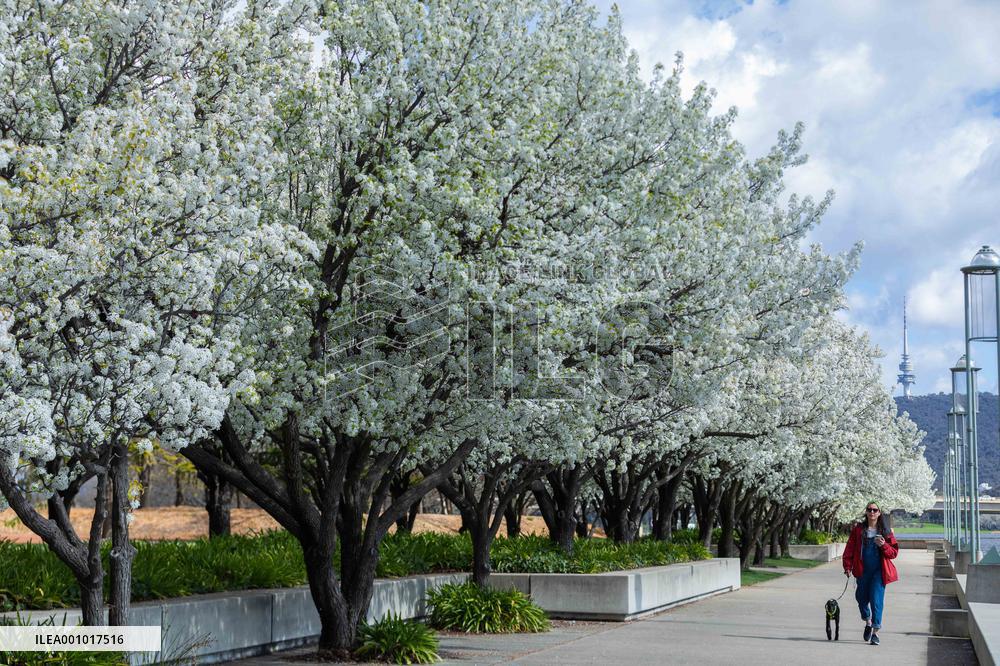 AUSTRALIA-CANBERRA-SPRING VIEW