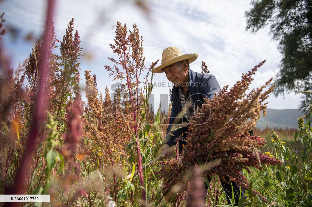 CHINA-SHANXI-QUINOA INDUSTRY (CN)
