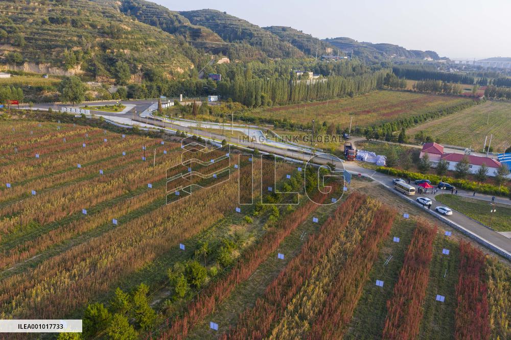 CHINA-SHANXI-QUINOA INDUSTRY (CN)