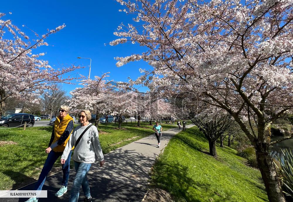 NEW ZEALAND-CHRISTCHURCH-CHERRY-BLOSSOM