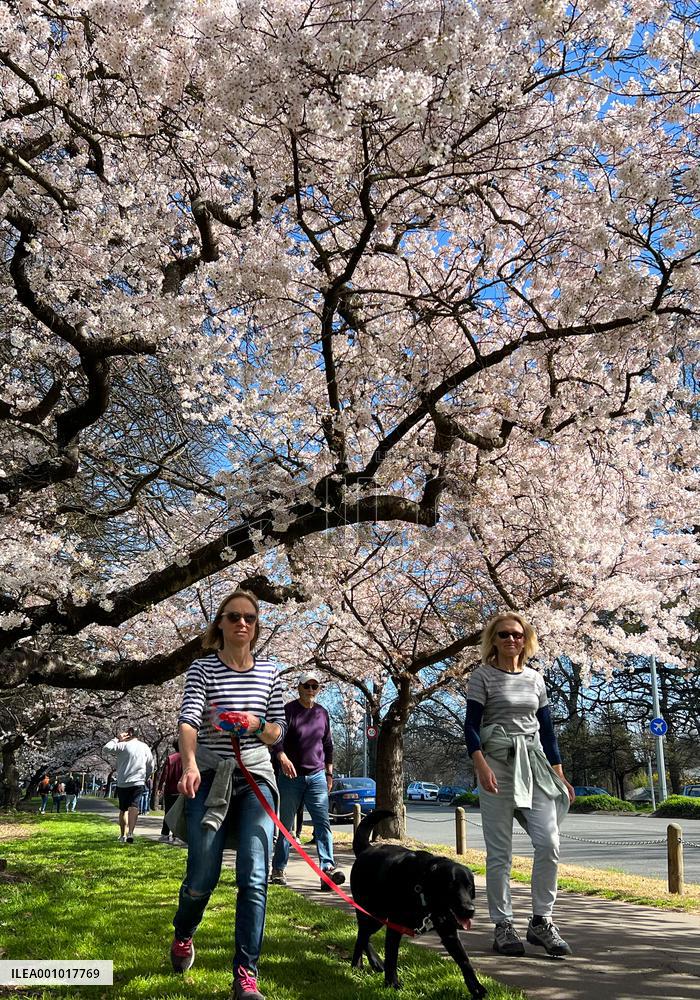 NEW ZEALAND-CHRISTCHURCH-CHERRY-BLOSSOM