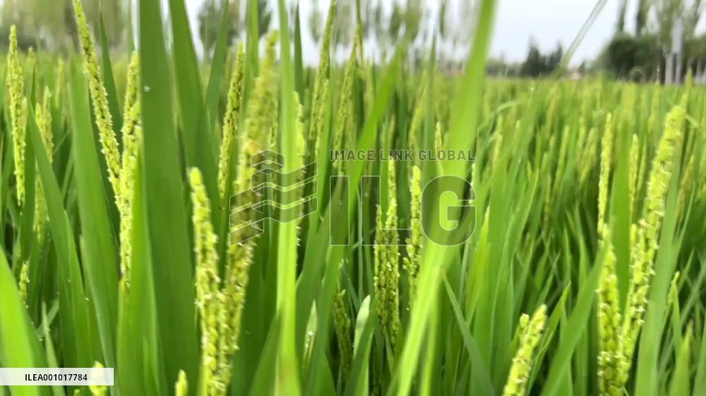 Saltwater rice from S China turns alkaline soil in Xinjiang into fertile land