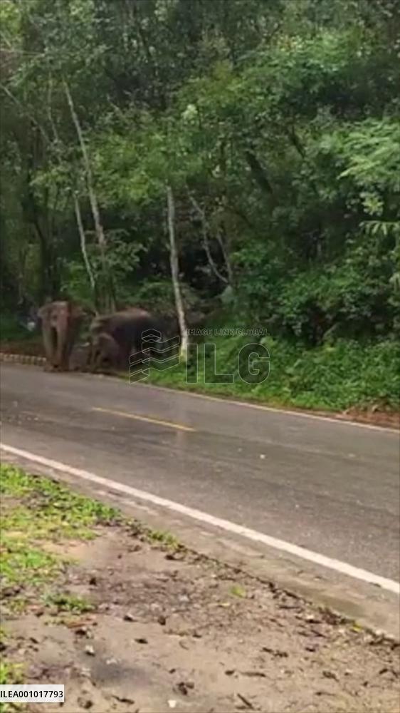 Asian elephant monitoring staff shout to passers-by to avert danger