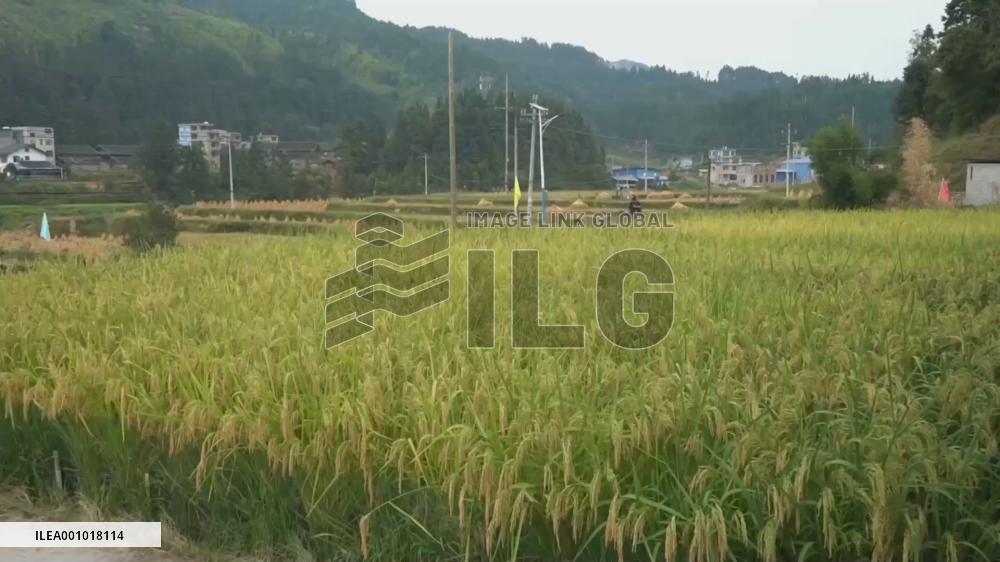 1.9-meter-high giant hybrid rice ready for harvest in Guizhou, China