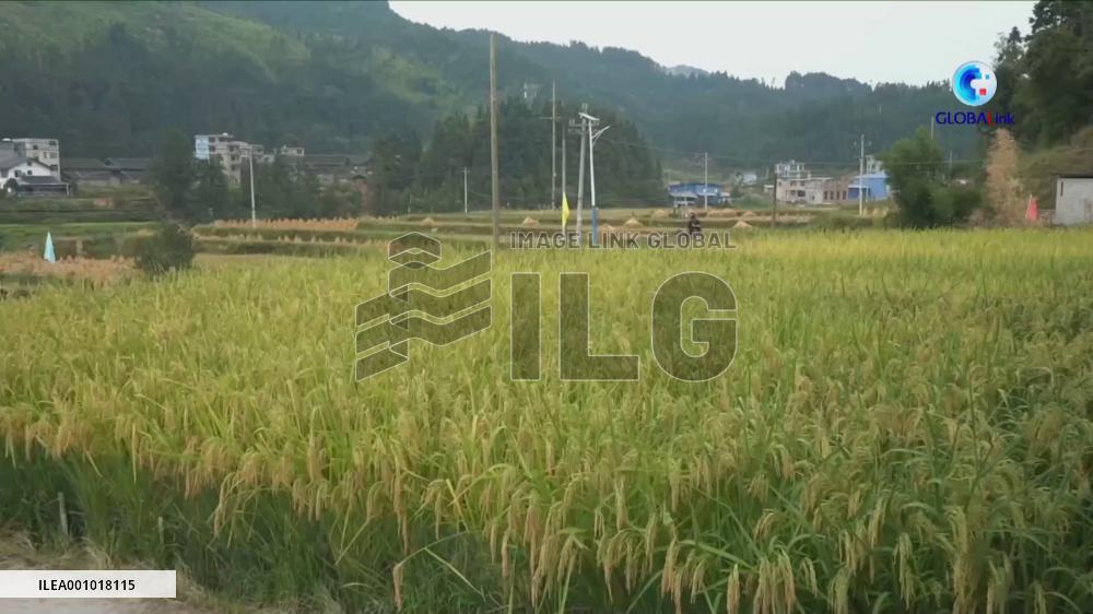 GLOBALink | 1.9-meter-high giant hybrid rice ready for harvest in Guizhou, China
