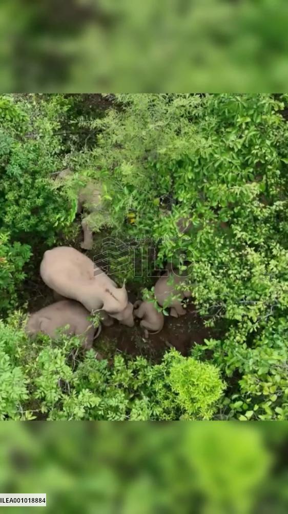Adult elephants guarding sleeping babies