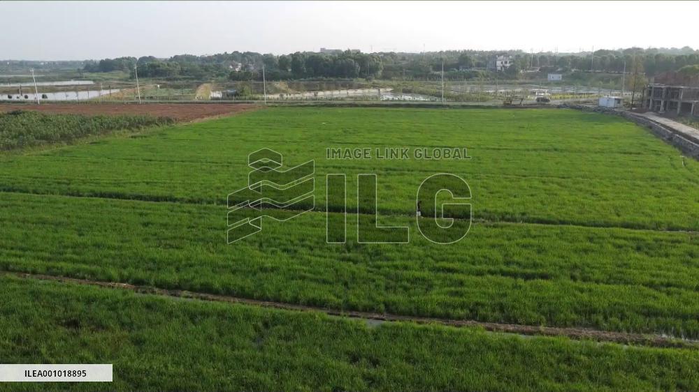 Young entrepreneur engages in "rural revitalization" in central China village