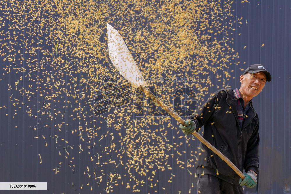 CHINA-JILIN-CHANGCHUN-RICE-HARVEST (CN)